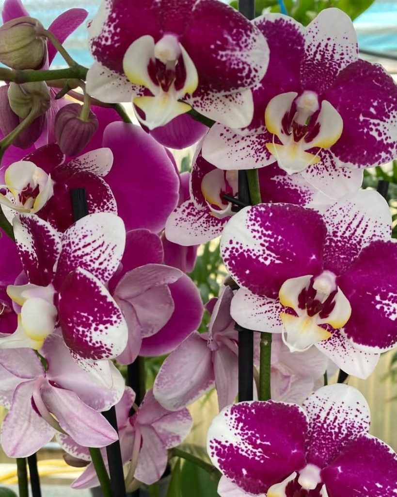 orchidea vivaio messina
